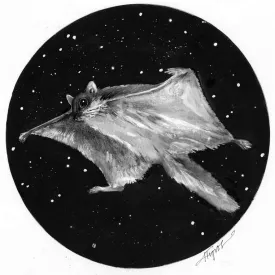 Flying_squirrel_web.jpg thumbnail