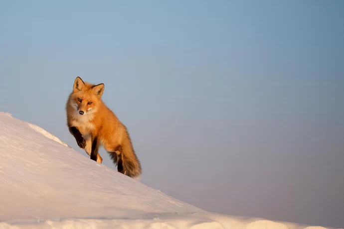 Fox-excerpt-Raymond-Hennessy.jpg