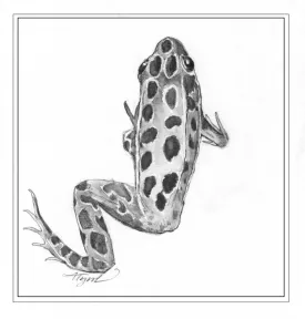 Frog_abnormalities_image.jpg thumbnail