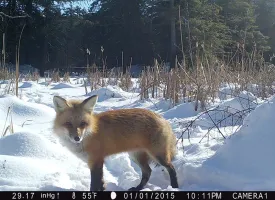 Header_Fox_Cam.jpg thumbnail