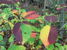 Hobblebush Color 1 thumbnail