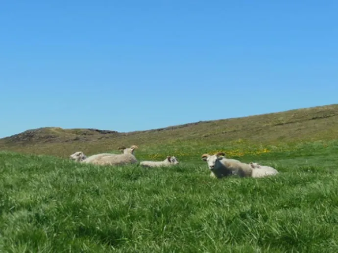 Iceland-sheep-w.jpg