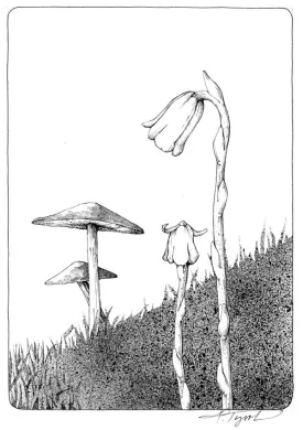 Indian_pipe.jpg thumbnail