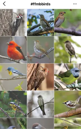 Maine Audubon Instagram thumbnail