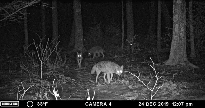 Game Camera Josh Morse