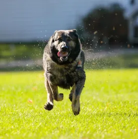 K9 Rescue Dog thumbnail