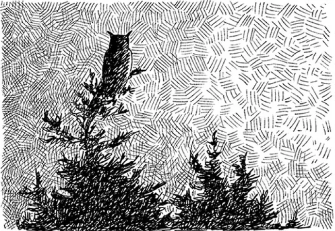 LEAD-owl-feature2.jpg