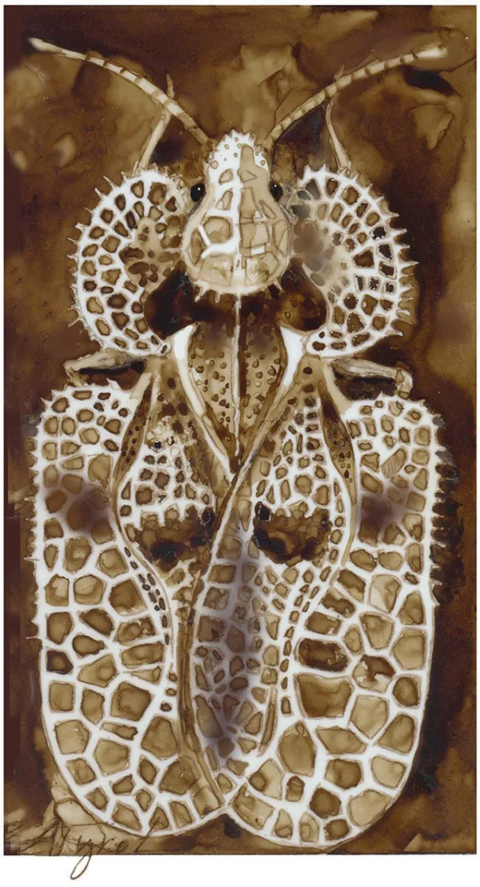 Lace bug