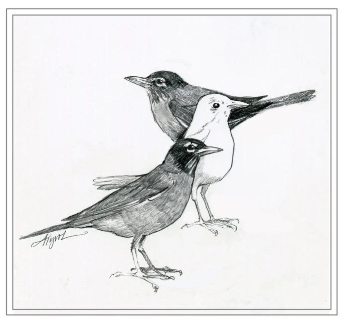 Leucistic_birds2.jpg
