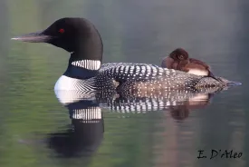 Loon Parent thumbnail