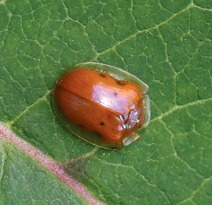 Fecal Shield
