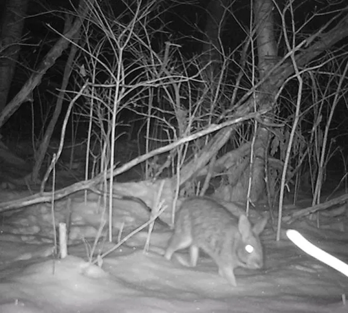 Midnight_Bunny_Lead.jpg