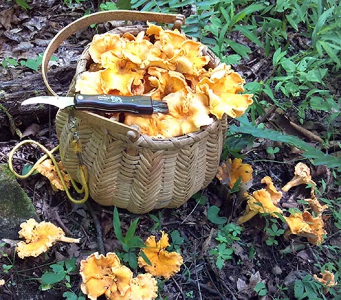 Mushroom_Pic_1.jpg