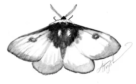 NE_buck_moth.jpg thumbnail