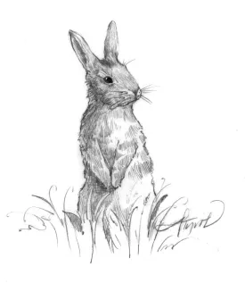 NE_cottontail_1.jpg thumbnail