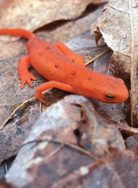 Newt predation thumbnail