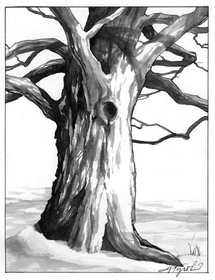 Old_Maple_Tree.jpg