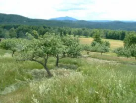 OrchAscutney.JPG thumbnail