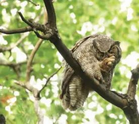 Owl_page_16_300.jpg thumbnail