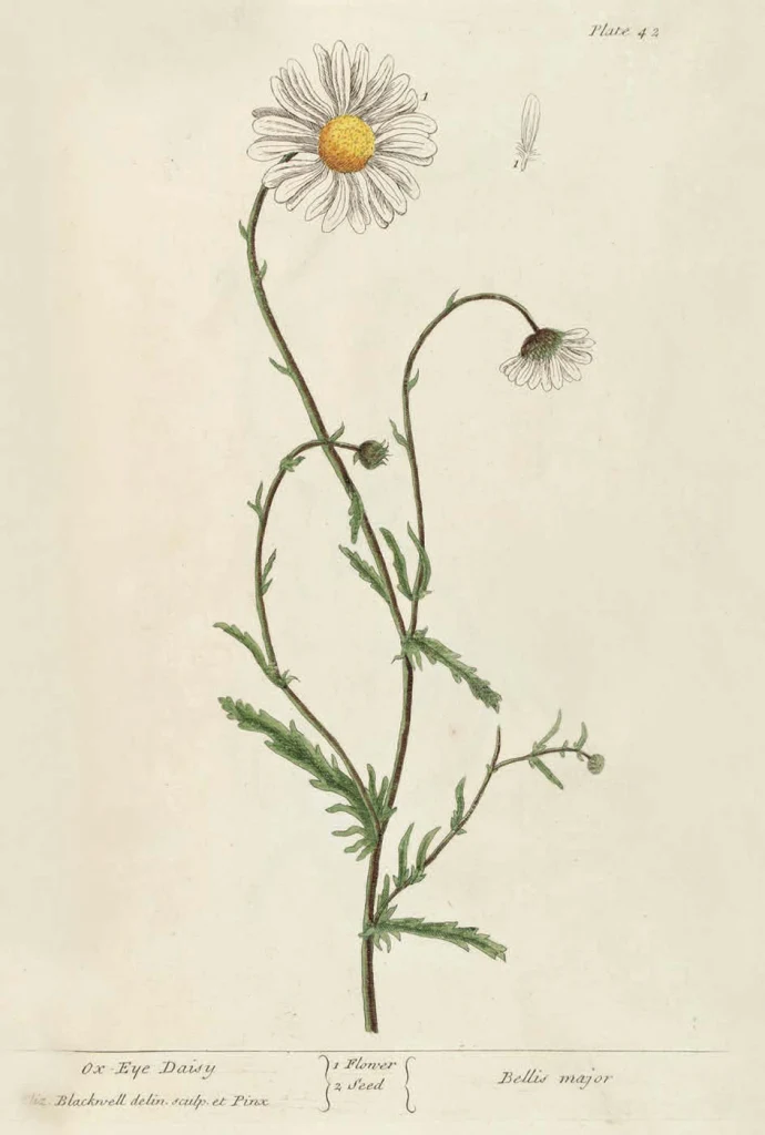 Ox eye daisy