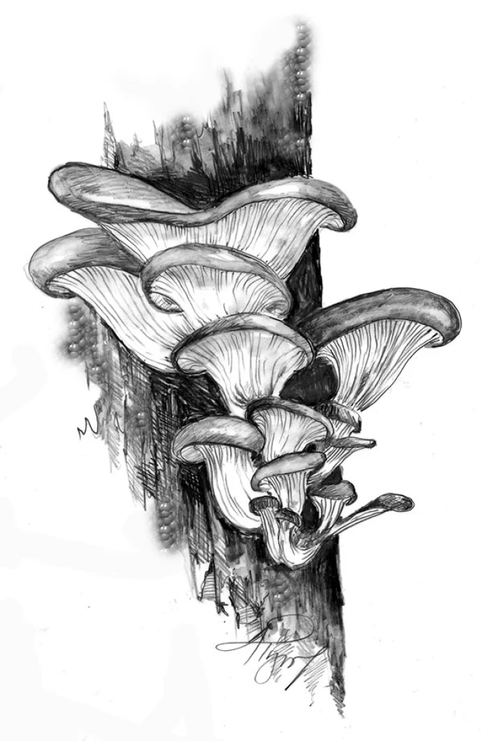 Oyster_Mushrooms_web.jpg