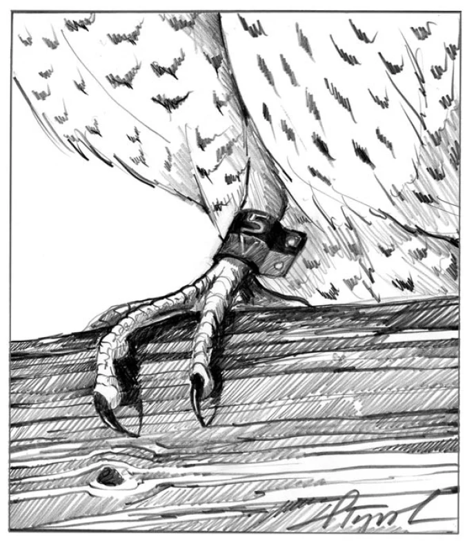 Peregrine_banding_web.jpg