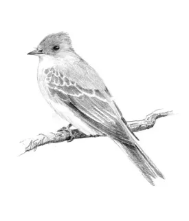 Pewee.jpg thumbnail