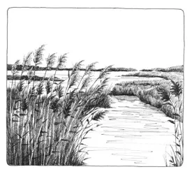 Phragmites.jpg thumbnail