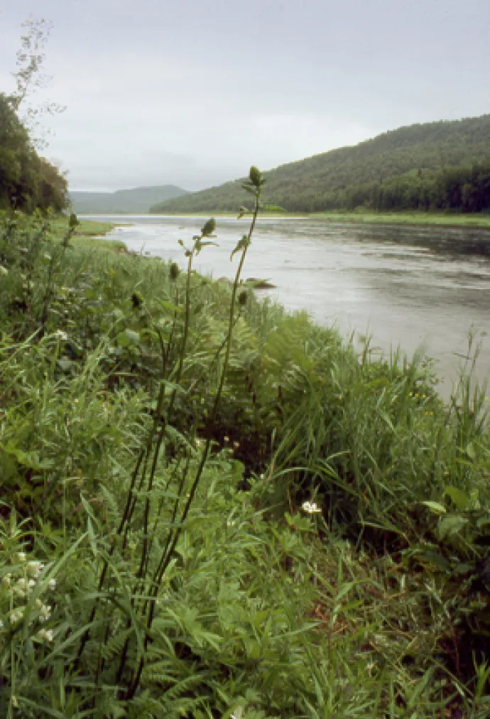 Pic_Lousewort_Perry.jpg