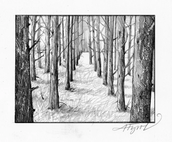 Pine_Plantation2.jpg