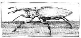 Pine_Weevil_web.jpg thumbnail