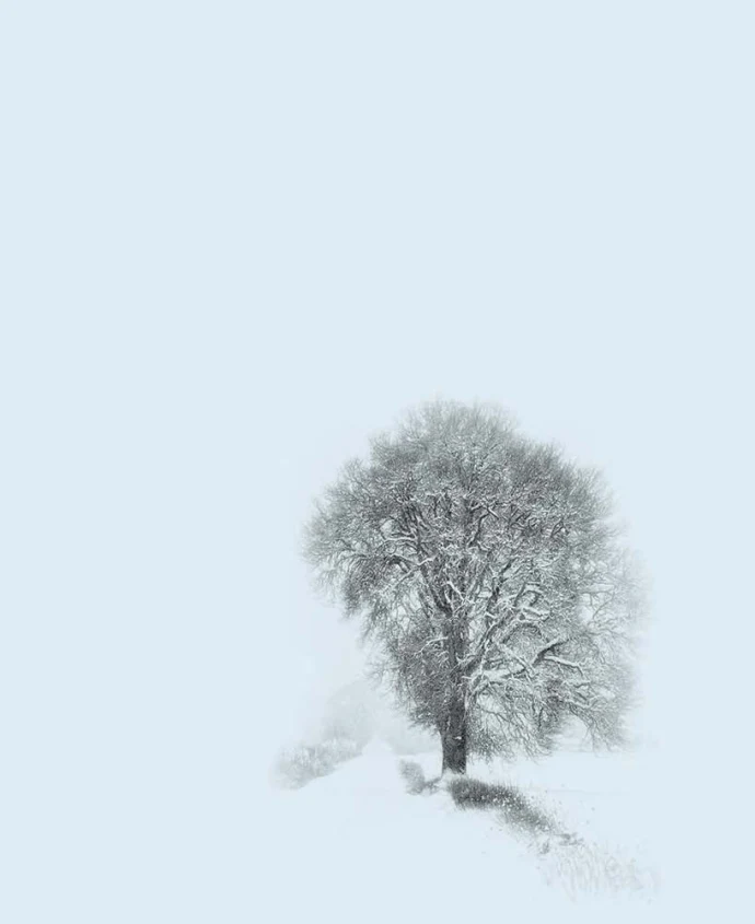 Winter tree
