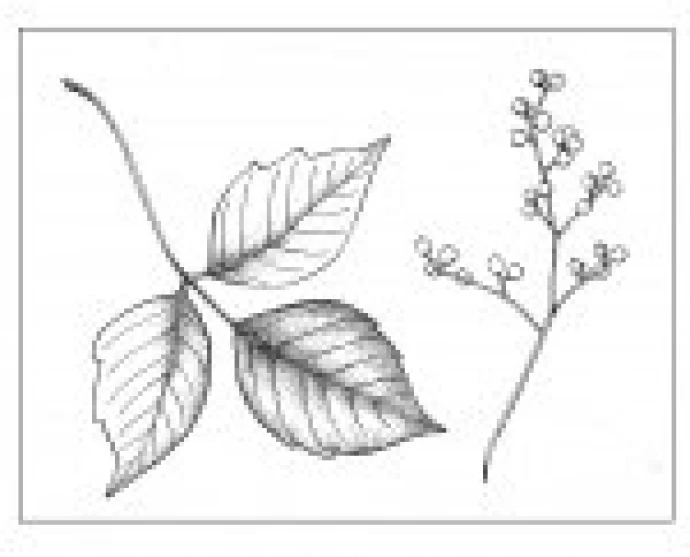 Poison_ivy.jpg