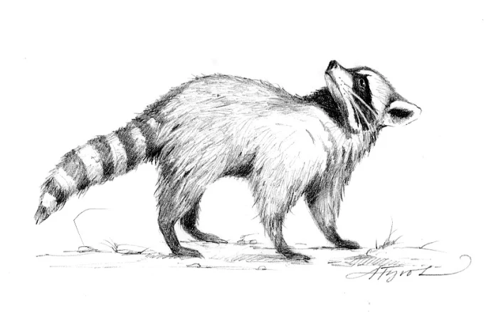Raccoons_and_rabies.jpg