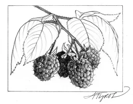 Raspberries_web.jpg thumbnail