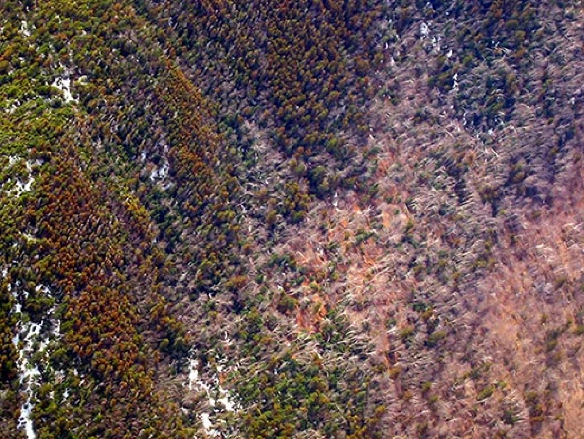 Red_Spruce_3.jpg