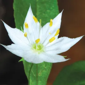 Restoring Wildflowers thumbnail