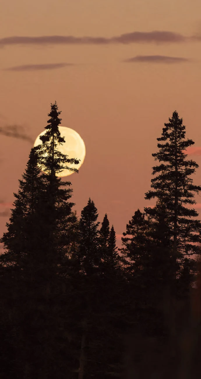 Moon over Forest