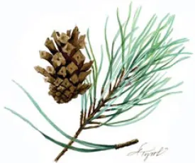 SCOTCHPINE.jpg thumbnail