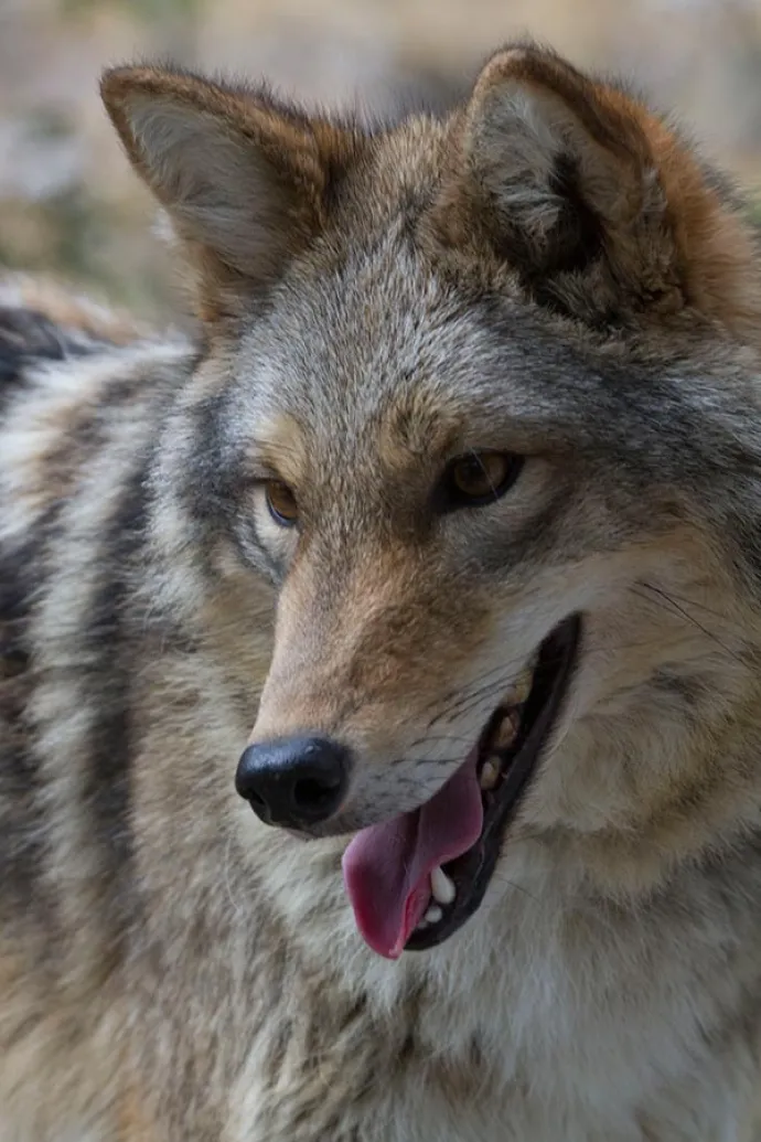SLNSC-Coyote-web.jpg