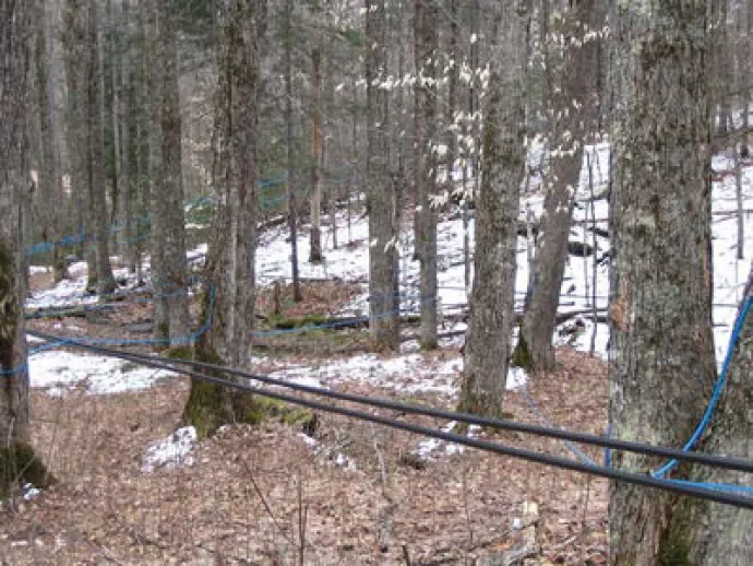 Maple sugar bush