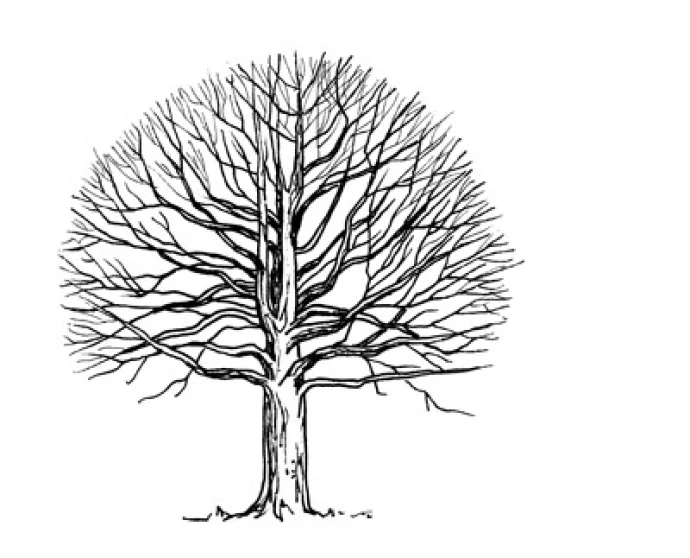 Sugar Tree