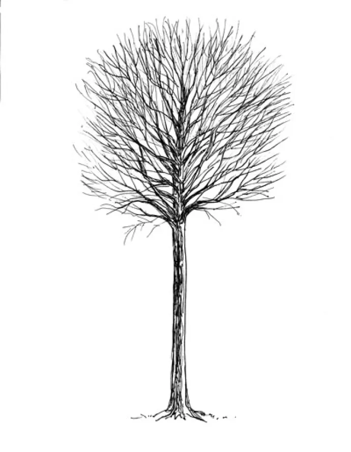 Timber sugar tree