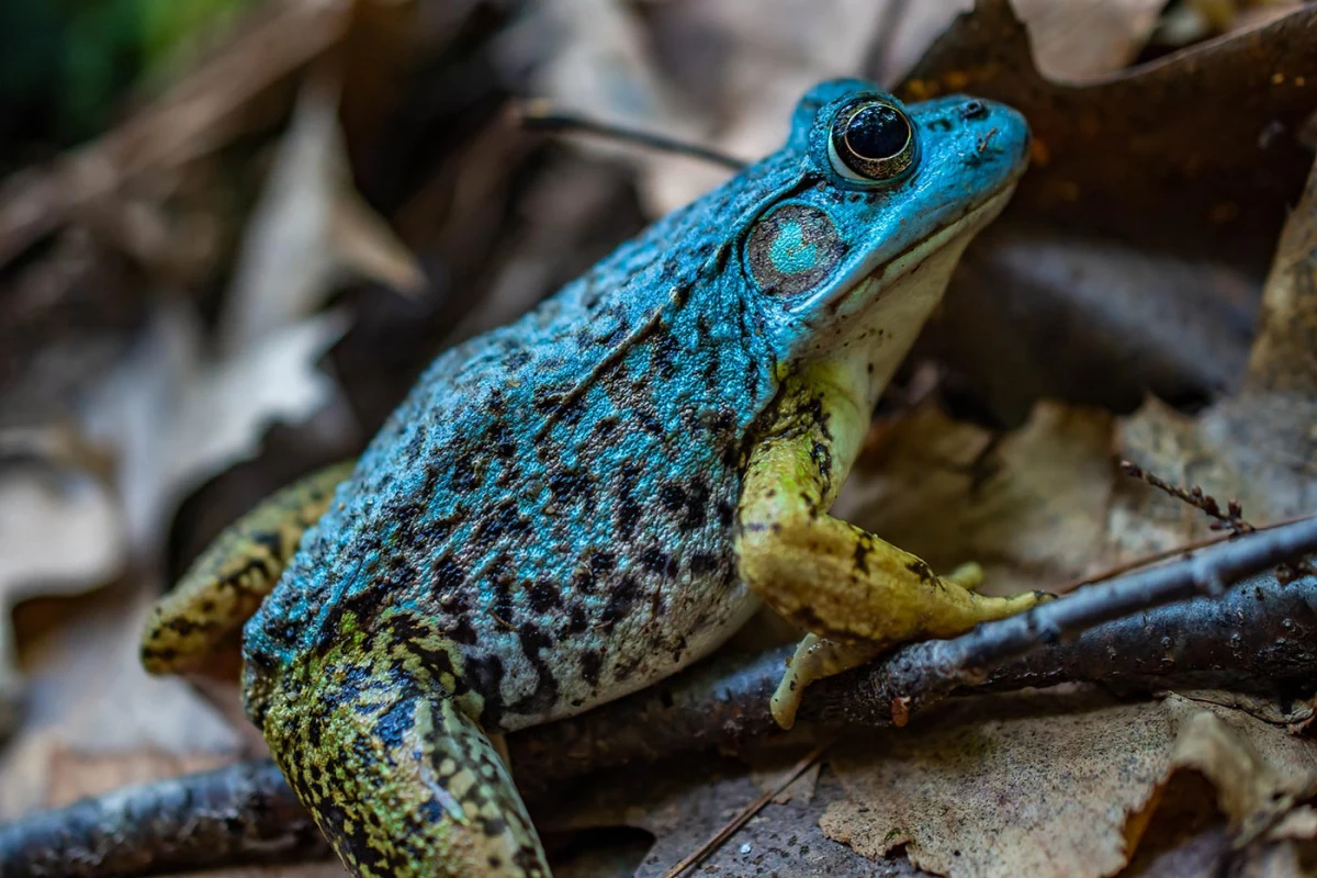 Blue Morph Green Frog 3