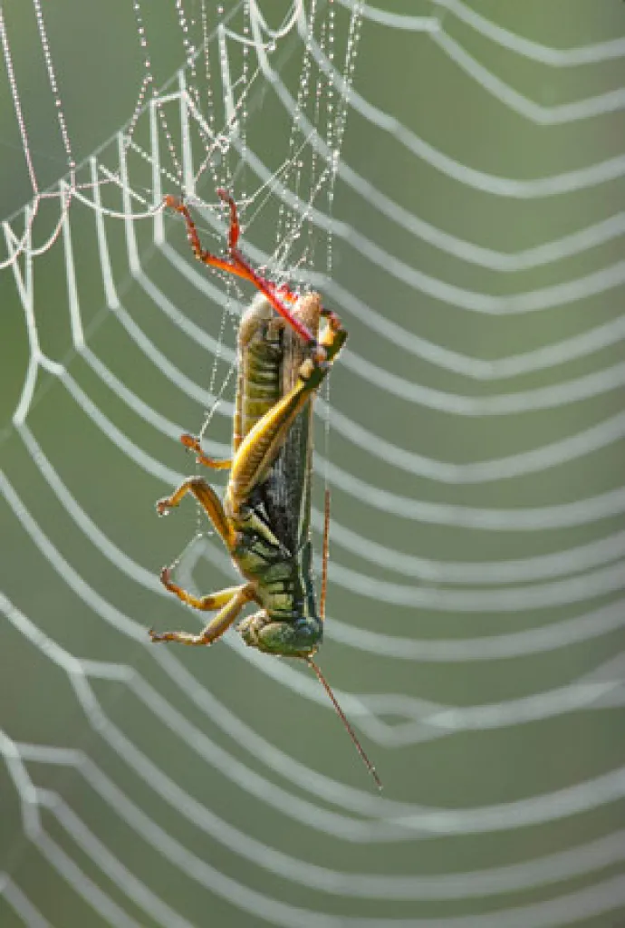 SUM09_grasshopper.jpg