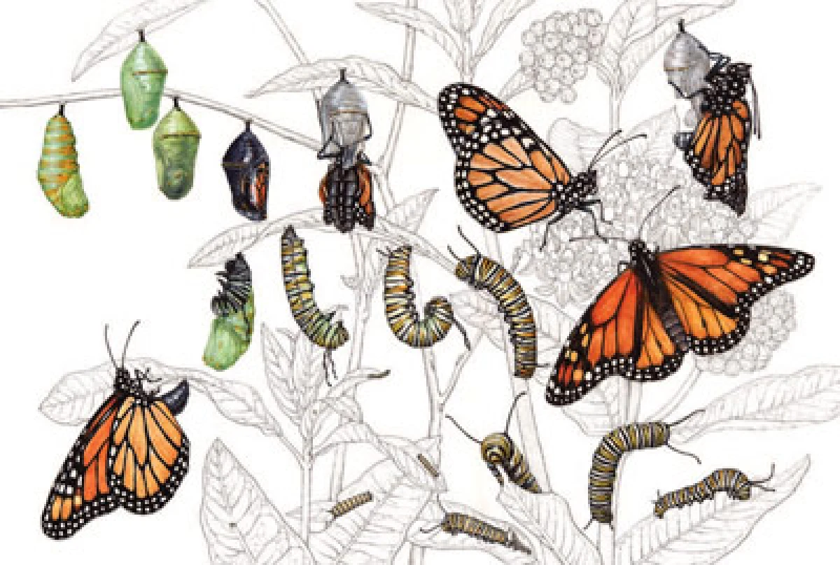 Butterflies