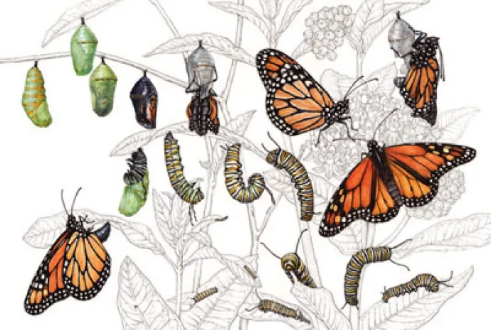 Butterflies