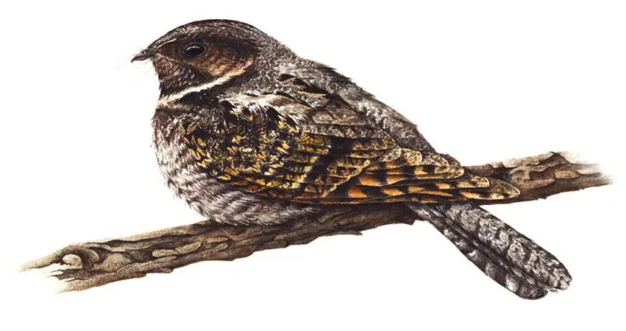 Nightjar 2