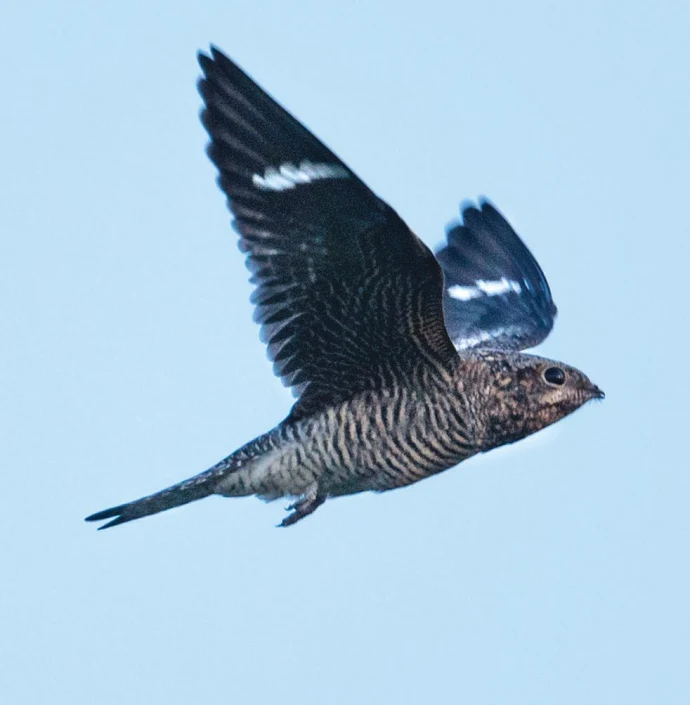 Nightjar
