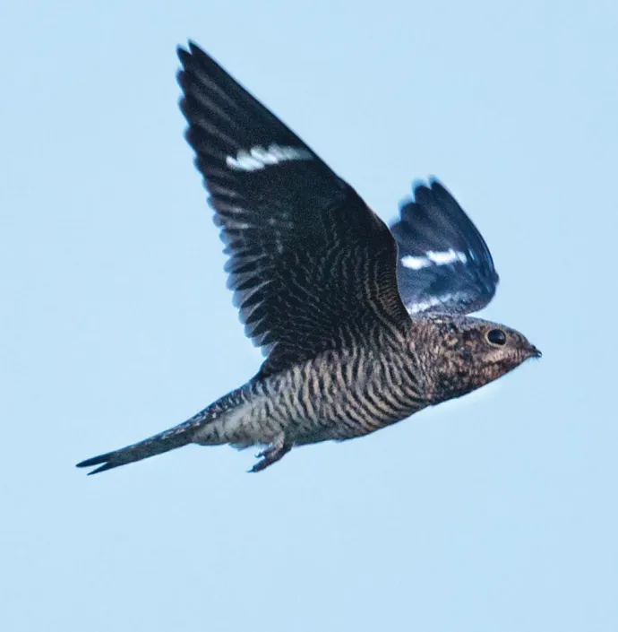 Nightjar